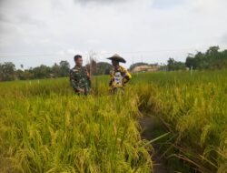 Sertu Komari Babinsa 11/Brb Tingkatkan Sinergitas dan Koordinasi Kepada Para Petani