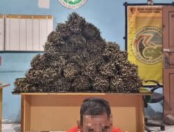 Bawa 25 KG Ganja Kering Seorang Pria Asal Aceh Utara Dibekuk Polisi