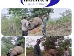Misteri Kematian Gajah ,Polisi datangi TKP Km,35 Gunung Salak.