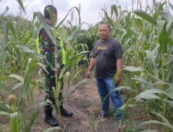Serda Zeki Nopiansyah Membantu Petani Dalam Perawatan Tanaman Jagung