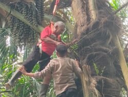 Anggota Polsek Indra Makmu Evakuasi Seorang Kakek Yang Terjebak di Pohon Aren