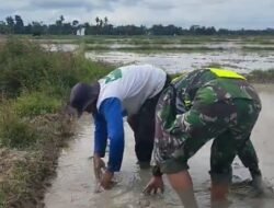 Untuk Menjaga Ketahan Pagan Serda M. Sueko Melaksanakan Pendampingan Pembuatan Lahan Penyemaian Benih