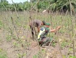 Sertu Jefri: Peran Babinsa Sebagai Motivator Agar Para Petani Terus Bersemangat Dalam Merawat Tanaman