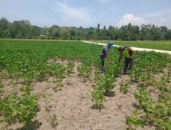 Babinsa Koramil 08/Rantau Mengecek Kondisi Tanaman Kedelai