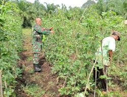 Edi Purnawan: Kegiatan Ini Rutin Dilakukan Babinsa Sebagai Upaya Meningkatkan Swasembada Pangan