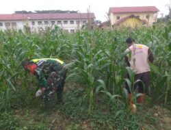 Serka Subagio: Tanaman Jagung Tersebut Perlu Di Rawat Agar Bisa Tumbuh Optimal