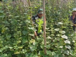 Babinsa Koramil 03/Seruway Dampingi Petani Timun