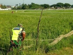 Babinsa Anton Sujarwo Melakukan Pemasangan Jaring Agar Panen Padi Mendapatkan Hasil Maksimal