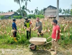 Babinsa Koramil 08 Membantu Panen Jagung Milik Pak Suryadi