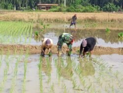 Serda Ridwan Turun Langsung Mendampingi Petani Menanam Padi