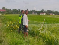 Babinsa Koramil 02 Membantu Petani Mengusir Burung Yang Mengganggu Tanaman Padi