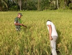 Babinsa Koramil 03/Seruway Pendampingan Mengecek Tanaman Padi Yang Siap Panen