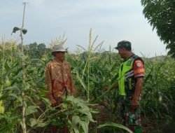 Serma Saiful Mengecek Pertumbuhan Tanaman Jagung