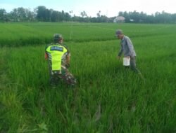 Untuk Meraih Hasil Panen Yang Diharapkan Sertu Jefri Membantu Petani Melakukan Pemupukan Tanaman Padi