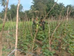 Mensukseskan Program Pemerintah Serka Wakidi Membantu Petani Merawat Kebun Sayur-sayuran