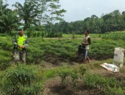 Sukseskan Ketahanan Pangan, Serka Parno Dampingi Petani Panen Cabai