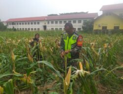 Ketua Pok Tani: Mengatakan Tanaman Jagung Yang Siap Panen Harus Berumur 90 Hari