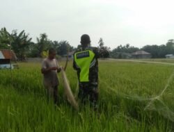 Serda Eko: Pemasang Jaring Agar Padi Tidak Di Makan Burung