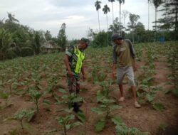 Serma Saiful Mengecek Pertumbuhan Dan Perawatan Tanaman Terong