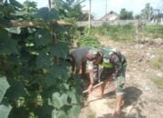 Serda Wawan Kurniawan Membantu Petani Membersihkan Gulma Menghambat Pertumbuhan Timun