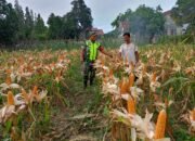 Babinsa Koramil 08, Rantau Dampingi Petani Cek Kondisi Tanaman Jagung