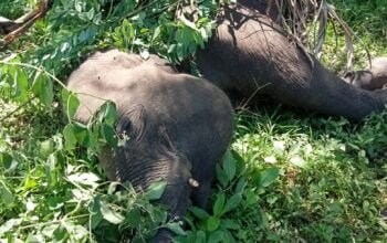 Diduga Terkena Kawat Kejut Satu Ekor Gajah Liar Ditemukan Mati Di Karang Ampar