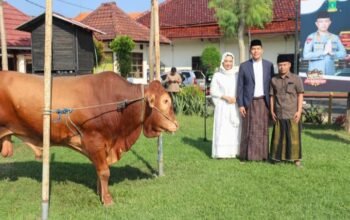 Idhul Adha,Polres Jombang Bagikan Puluhan Hewan Qurban ke Pondok Pesantren dan Panti Asuhan
