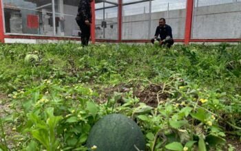 Rutan Bener Meriah Hadirkan Taman Kelinci dan Perkebunan Semangka Sebagai Sarana Bermain dan Edukasi Bagi Tamu Kunjungan