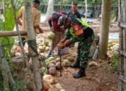 Bersama Petani Kelapa, Babinsa Posramil Simpang Mamplam Berikan Semangat dan Motifasi.