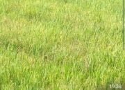 Sawah Warga Kampung Payung Jamat,Terancam gagal Panen Di Serang Hama.