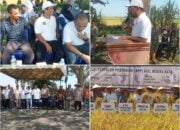 Panen Perdana Padi Varietas IF.20 di Gampong Ulee Madon, Sebuah Langkah Maju dalam Pertanian Berkelanjutan