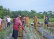 Pj Bupati Asra Tinjau Lokasi Petani Cabai