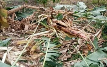 Gajah Liar Hanguskan Kebun Warga Transmigrasi Jalung SP-1