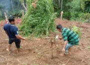Polres Lhokseumawe Ungkap Kasus Ganja, Dua Tersangka Ditangkap dan Dua Lokasi Lahan Ganja di Musnahkan