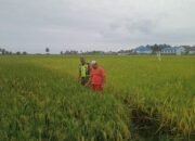 Babinsa Dampingi Warga Binaan Pantau Pertumbuhan Padi.