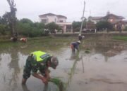 Wujukan TNI Manunggal, Babinsa Koramil 09/Makmur Bantu Petani Tanam Padi.