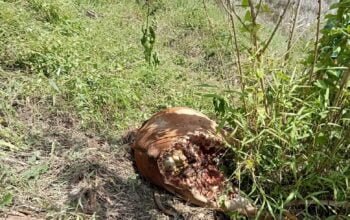 Harimau Sumatera Serang Ternak Warga Syiah Utama