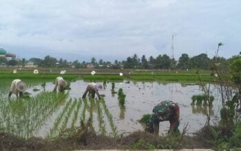 Tingkatkan Ketahanan Pangan, Babinsa Koramil 28/Prt Bantu Petani Tanam Padi