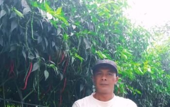 Sukses Kembangkan Bibit Buatan Sendiri,Petani Cabai Di Cemparam Jaya Raup Keuntungan Jutaan Rupiah