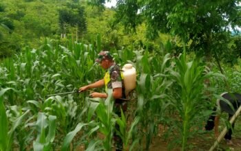 Babinsa Koramil 28/Prt Bantu Petani Semprot Hama Tanaman Jagung