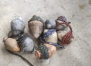 Festival nenggeri Linge,