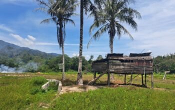 Seekor Harimau Sumatra Kembali Turun Memangsa Ternak Warga di Kampung Kutelah Lane