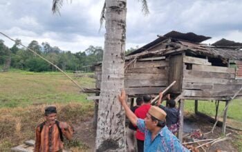Masyarakat Syiah Utama Minta BKSDA Aceh Segera Mengevakuasi Harimau Dari Samar Kilang