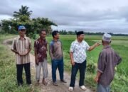 Hama Ulat Serang Ratusan Hektar Tanaman Padi Desa Lueng Sa, Petani Mulai Panik dan Cemas Gagal Panen