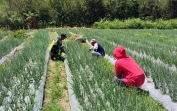 Tingkatkan Ketahanan Pangan, Babinsa Bantu Petani Merawat Tanaman Bawang