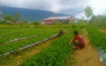 Babinsa Dampingi Petani Merawat Tanaman Saledri