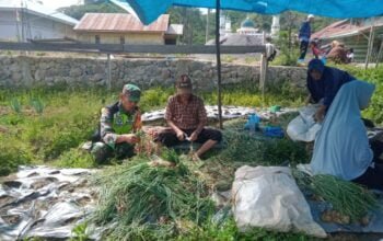 Wujud Ketahanan Pangan, Babinsa Dampingi Petani Memanen Bawang Merah