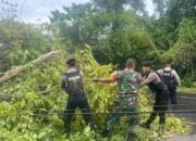 Polres Pidie Jaya Bergerak Cepat Atasi Pohon Tumbang Akibat Angin Kencang
