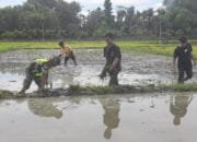 Sinergitas TNI dan Petani: Babinsa Terjun Langsung Bantu Petani Dorong Swasembada Pangan di Pidie