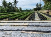 Mendobrak Mitos Bibit Palsu: Ayani Perkenalkan Bibit Sawit Asli Yang Terpercaya